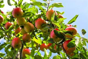 Frutta e verdura biologiche